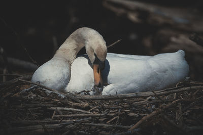 Close-up of swan in nest