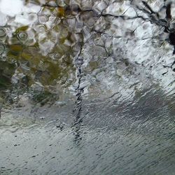 Reflection of trees in puddle