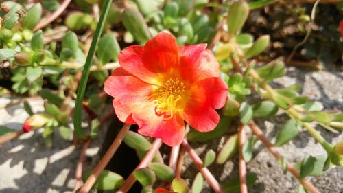 Close-up of red flower blooming outdoors