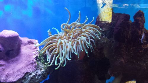 Close-up of coral in sea