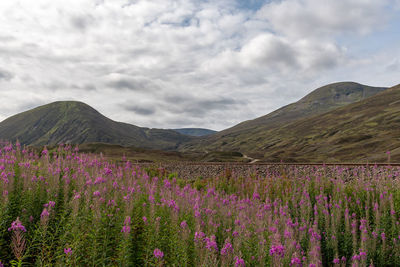 Purple flowering plants on field by mountains against sky