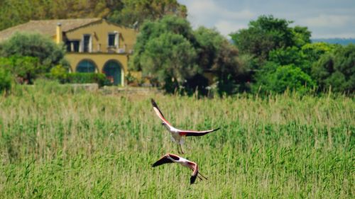 Bird flying over a field