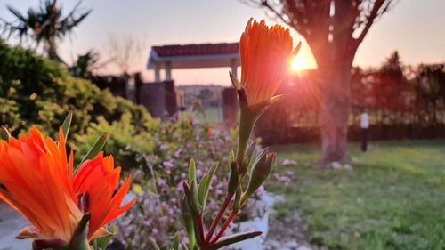 Close-up of orange flowering plant against sky during sunset