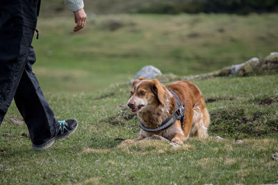 Low section of person with dog on field