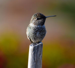 Close-up of bird perching on wooden post