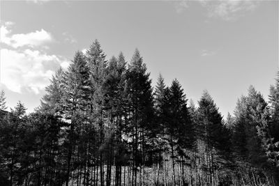 Low angle view of pine trees against sky