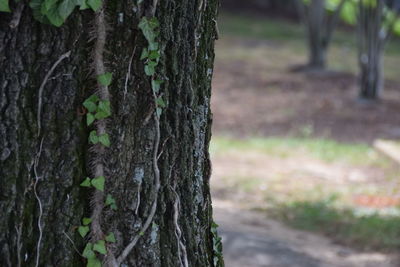 Close-up of tree trunk in forest