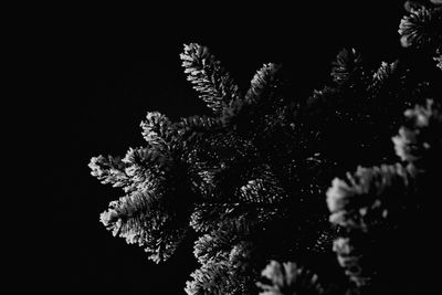 Low angle view of flower tree against sky at night