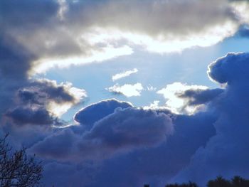 Low angle view of cactus against sky