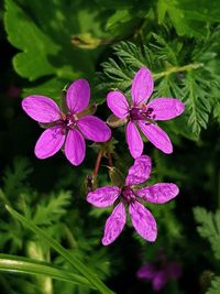 Close-up of pink flowering plant