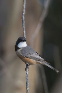 Close-up of bird perching on branch