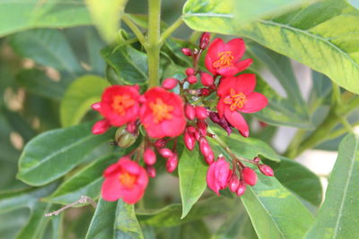 Close-up of red flowering plant