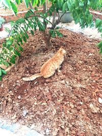 High angle view of lizard on plant