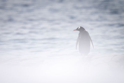 Gentoo penguin standing half-hidden by snowy foreground