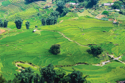 High angle view of agricultural field. rice terraces top view .