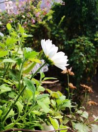 Close-up of white flowers blooming outdoors