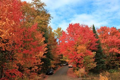View of autumnal trees against sky