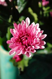 Close-up of flower blooming outdoors