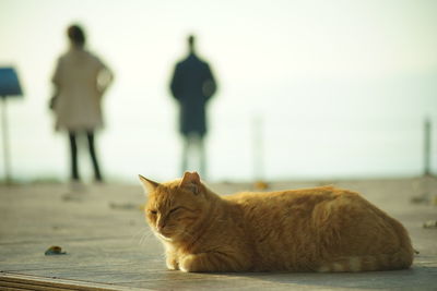 cat