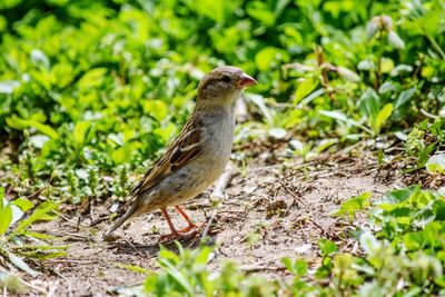 Bird perching on a field