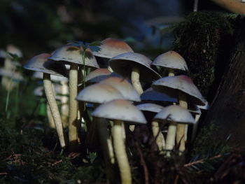 Close-up of mushroom growing in forest