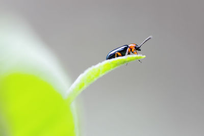 Close-up of insect on leaf