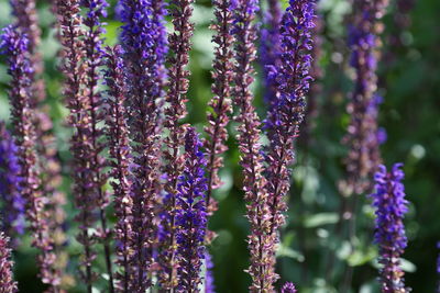 Close-up of lavender flowers blooming outdoors