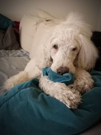 Portrait of dog resting