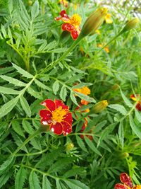 Close-up of red flowers blooming outdoors