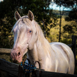 Horse in ranch