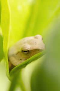 White tree frog rests between the leaves in a garden in vietnam, south east asia. high-quality photo