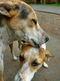 Dog with dog in background