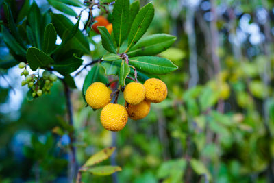 Close-up of fruits on tree