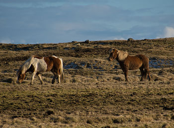 Horses in a field