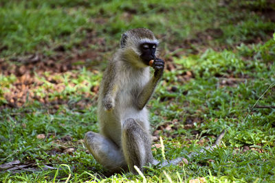 Monkey sitting on field