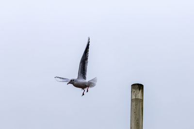 Low angle view of bird flying against clear sky