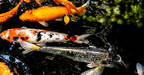 Close-up of koi fish in sea