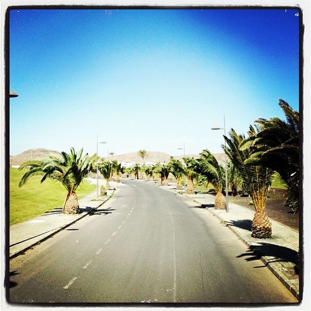 palm tree, the way forward, road, tree, blue, transportation, clear sky, diminishing perspective, transfer print, sky, vanishing point, tranquility, tranquil scene, auto post production filter, sunlight, nature, growth, long, copy space, empty