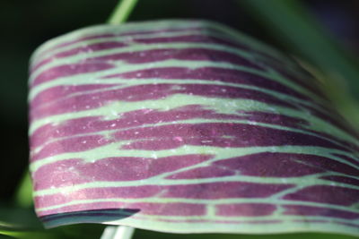 Close-up of bread