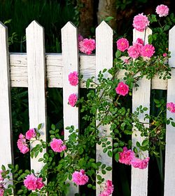 Close-up of pink flowers blooming outdoors