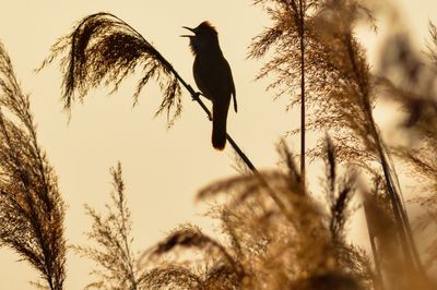 Low angle view of bird perching on a tree
