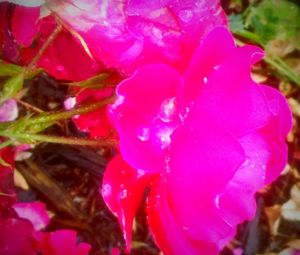 Close-up of pink flower