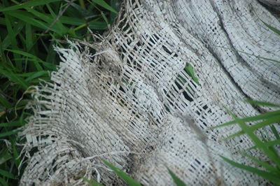 Close-up of tree trunk