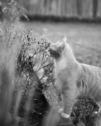 Side view of a cat looking away