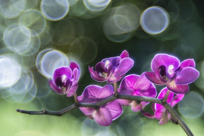 Close-up of pink flowering plant