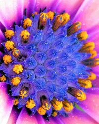 Close-up of purple flower