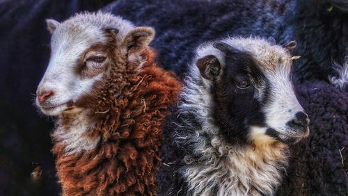 Close-up of sheep