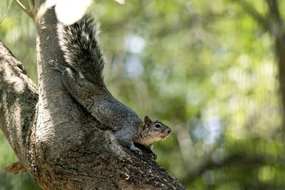 Close-up of squirrel on tree trunk