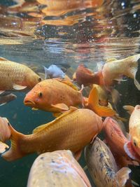 Close-up of fish in pond