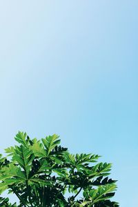 Low angle view of tree against clear blue sky